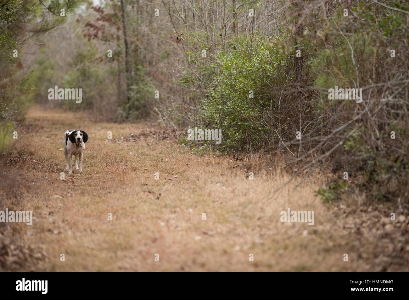 Un cane si aggira la foresta e sentieri nella Carolina del Nord. Foto Stock