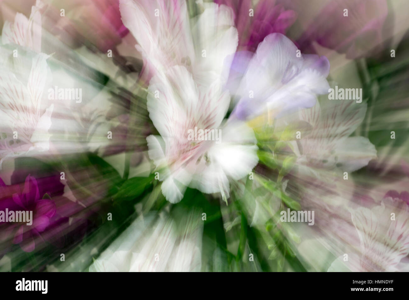 Immagine ingrandita di una disposizione del fiore Foto Stock