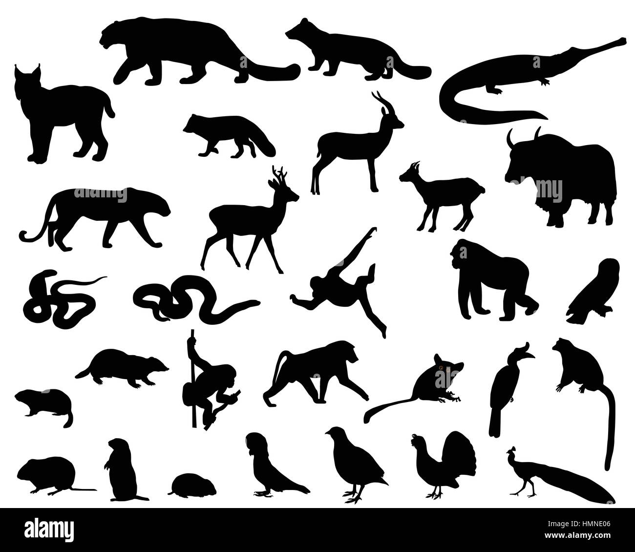 Raccolta di sagome di animali che vivono nel territorio dell'Asia Illustrazione Vettoriale