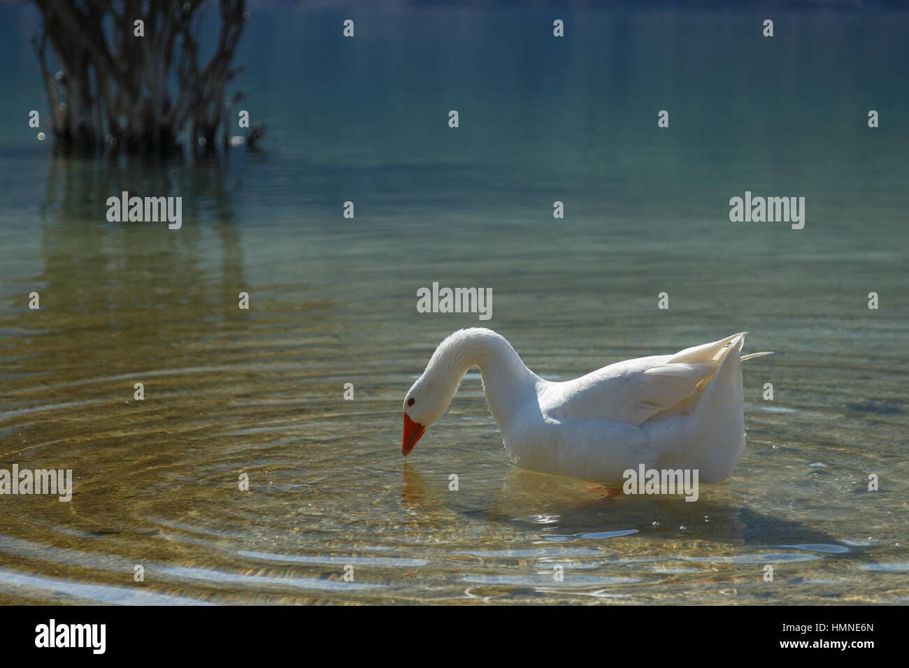 D'oca al lago Foto Stock