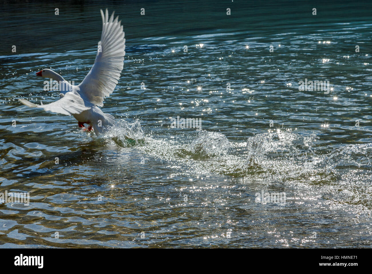 D'oca al lago Foto Stock