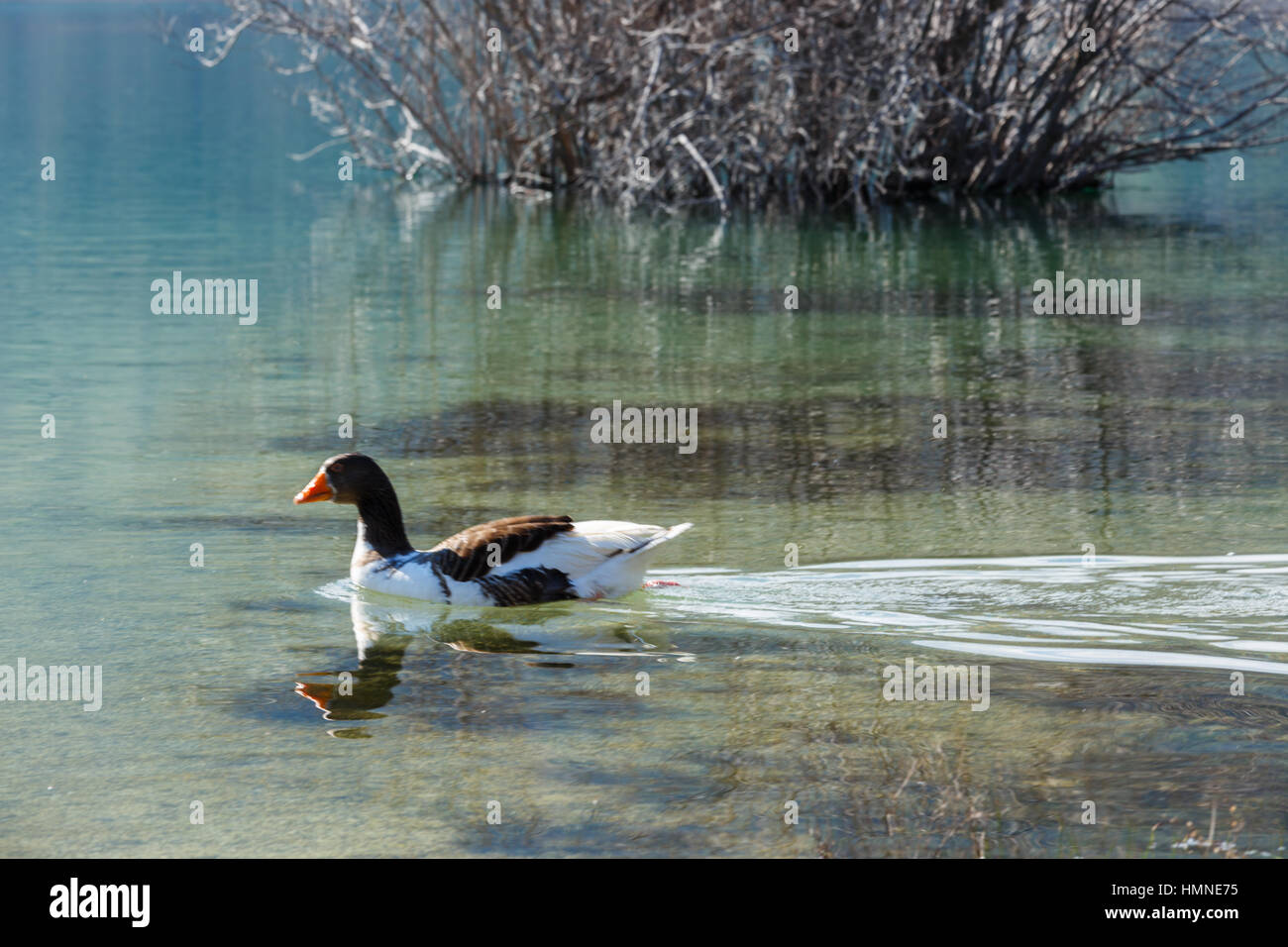 Anatra al Lago di Kournas Foto Stock