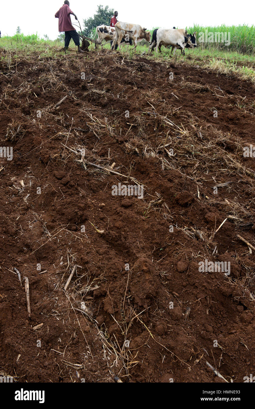 Il Kenya, nella contea di Bungoma, villaggio Sikimbilo, Coltivatore Aratro terreno con bovini / pfluegen Bauern mit Ochsen, um Ersosion zu vermeiden, muessen die Furchen laengs des pende gepfluegt werden Foto Stock