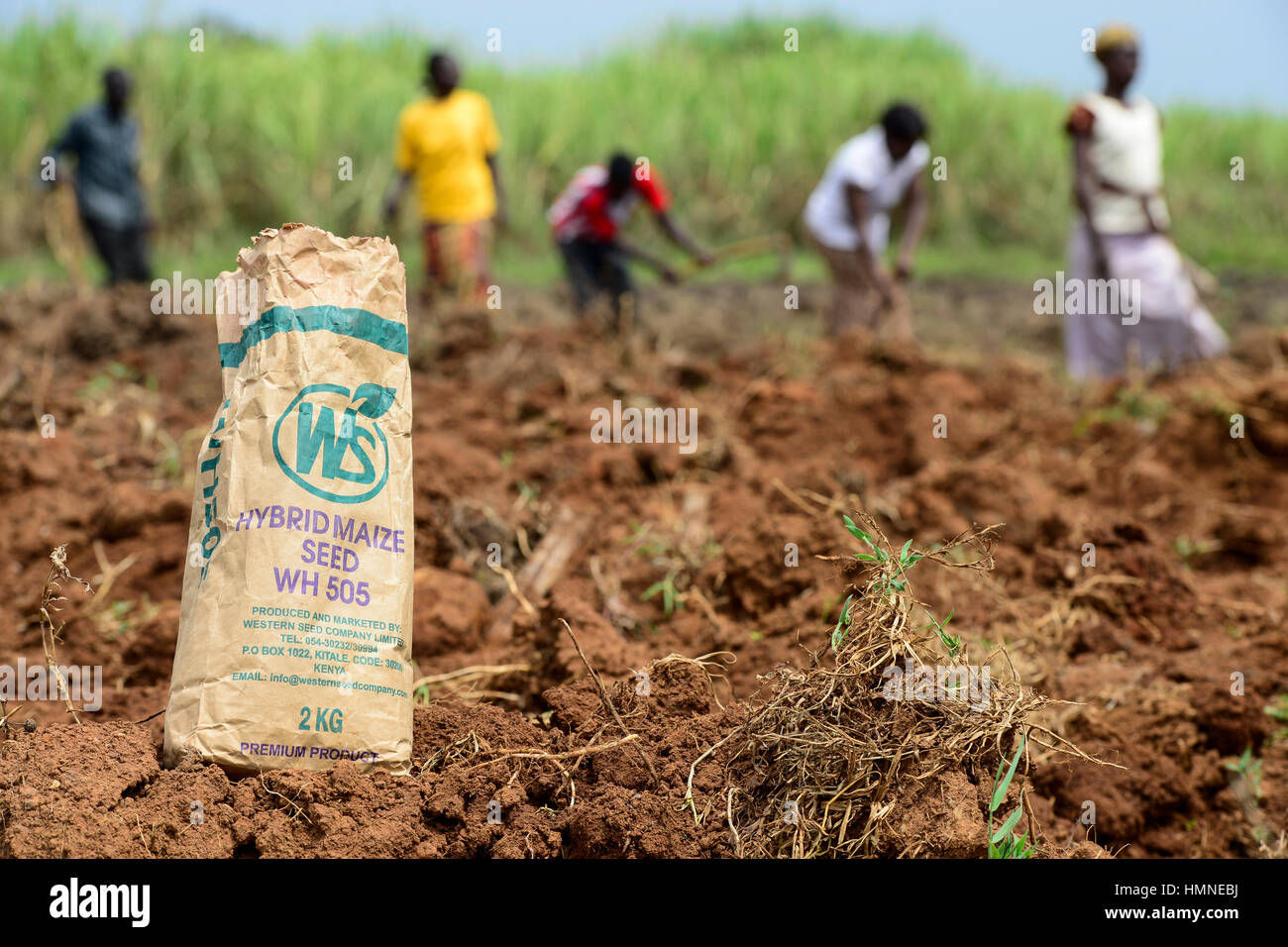 Il Kenya, nella contea di Bungoma, agricoltore seminare granturco semi ibridi lungo con fertilizzante NPK / KENIA, Bauern saehen mais ibrido und duengen mit Stickstoff NPK Foto Stock