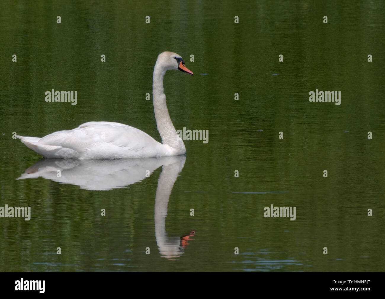 Swan nuoto sulle sponde di un lago. Foto Stock