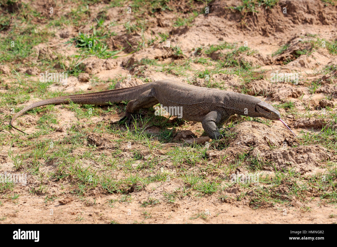 Monitor del Bengala, (Varanus bengalensis), adulti alla ricerca di cibo utilizzando la linguetta, leccare, Udawalawe Nationalpark, Sri Lanka, Asia Foto Stock