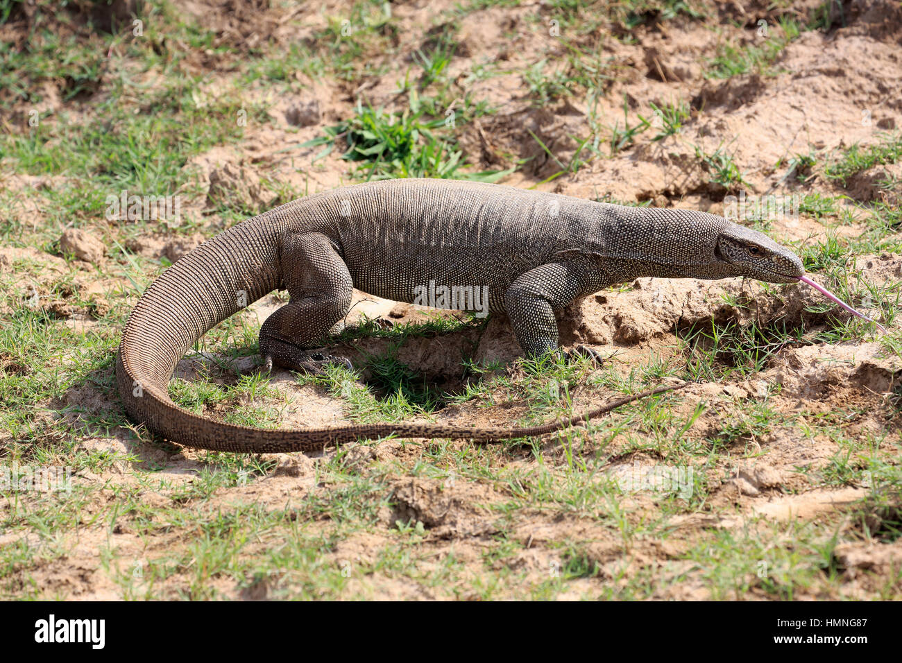 Monitor del Bengala, (Varanus bengalensis), adulti alla ricerca di cibo utilizzando la linguetta, leccare, Udawalawe Nationalpark, Sri Lanka, Asia Foto Stock