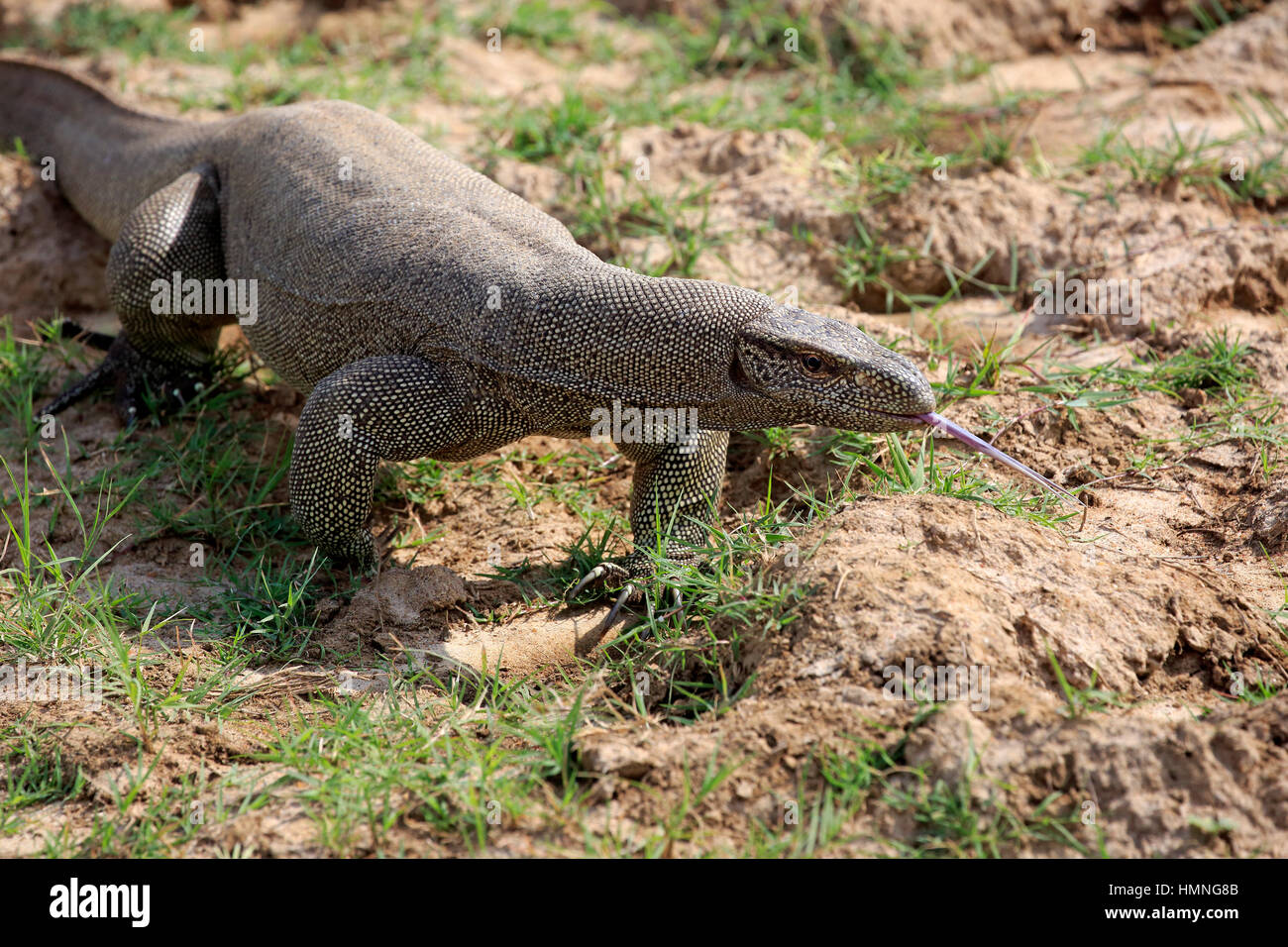 Monitor del Bengala, (Varanus bengalensis), adulti alla ricerca di cibo utilizzando la linguetta, leccare, Udawalawe Nationalpark, Sri Lanka, Asia Foto Stock