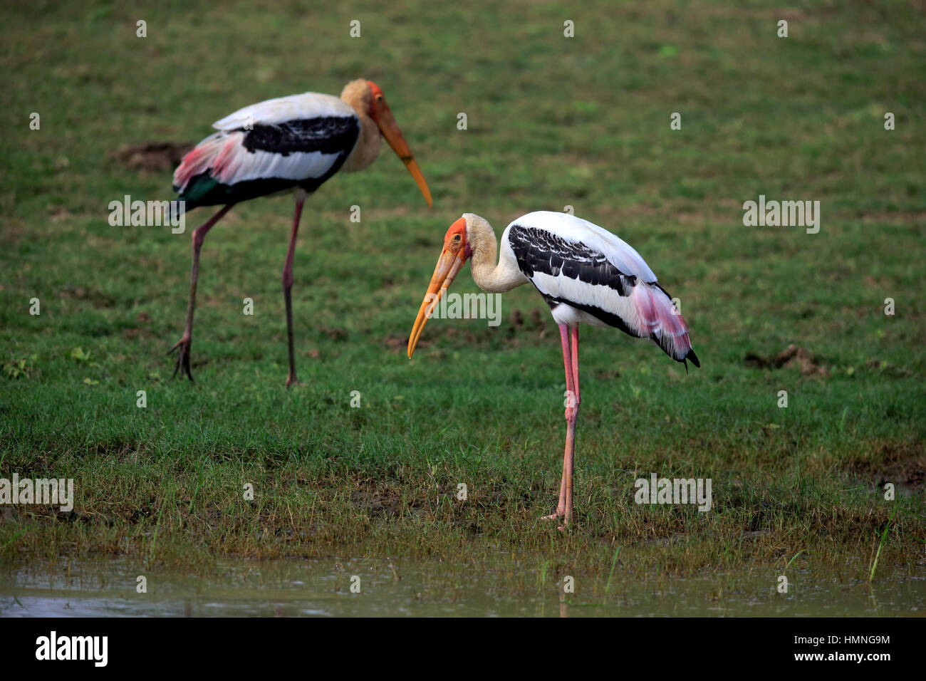 Dipinto di Stork, (Mycteria leucocephala), coppia in acqua alla ricerca di cibo, Udawalawe Nationalpark, Sri Lanka, Asia Foto Stock