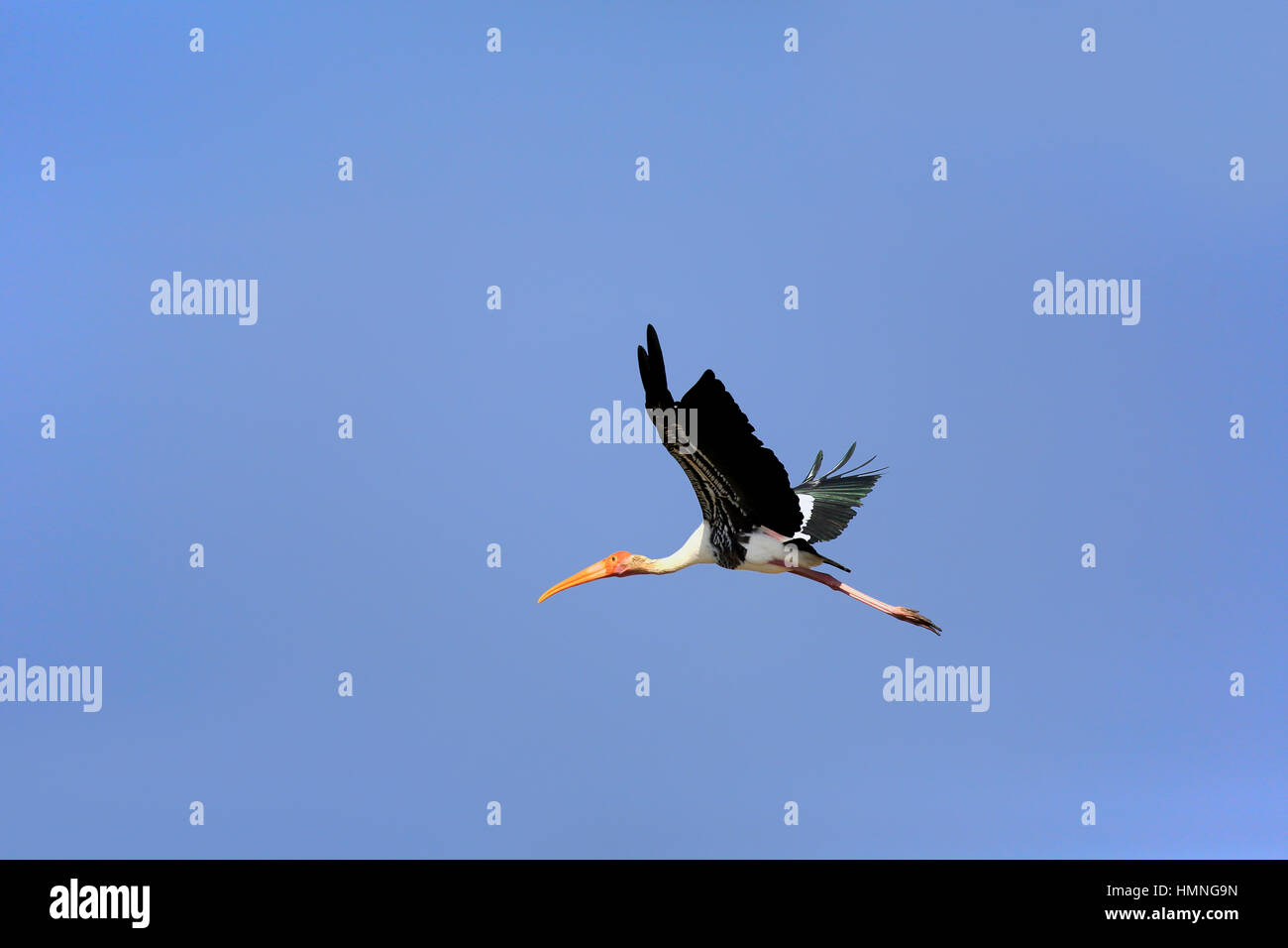 Dipinto di Stork, (Mycteria leucocephala), Adulto battenti, Udawalawe Nationalpark, Sri Lanka, Asia Foto Stock