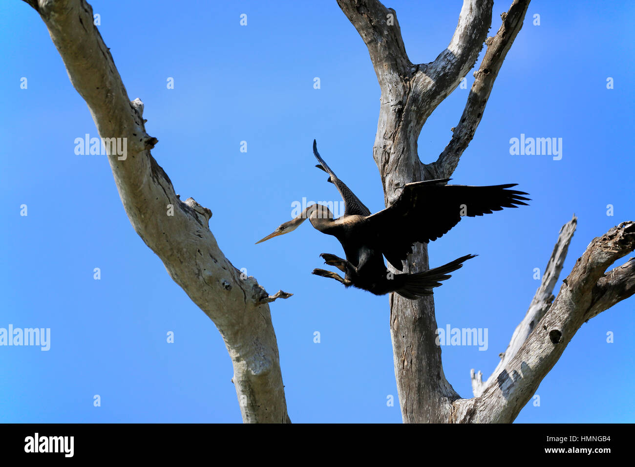 Oriental Darter, (Anhinga melanogaster), Orientale Darter, Indiano Darter, anhinga orientali, adulti sul ramo inizia a battenti, Bundala Nationalpark, Sri La Foto Stock