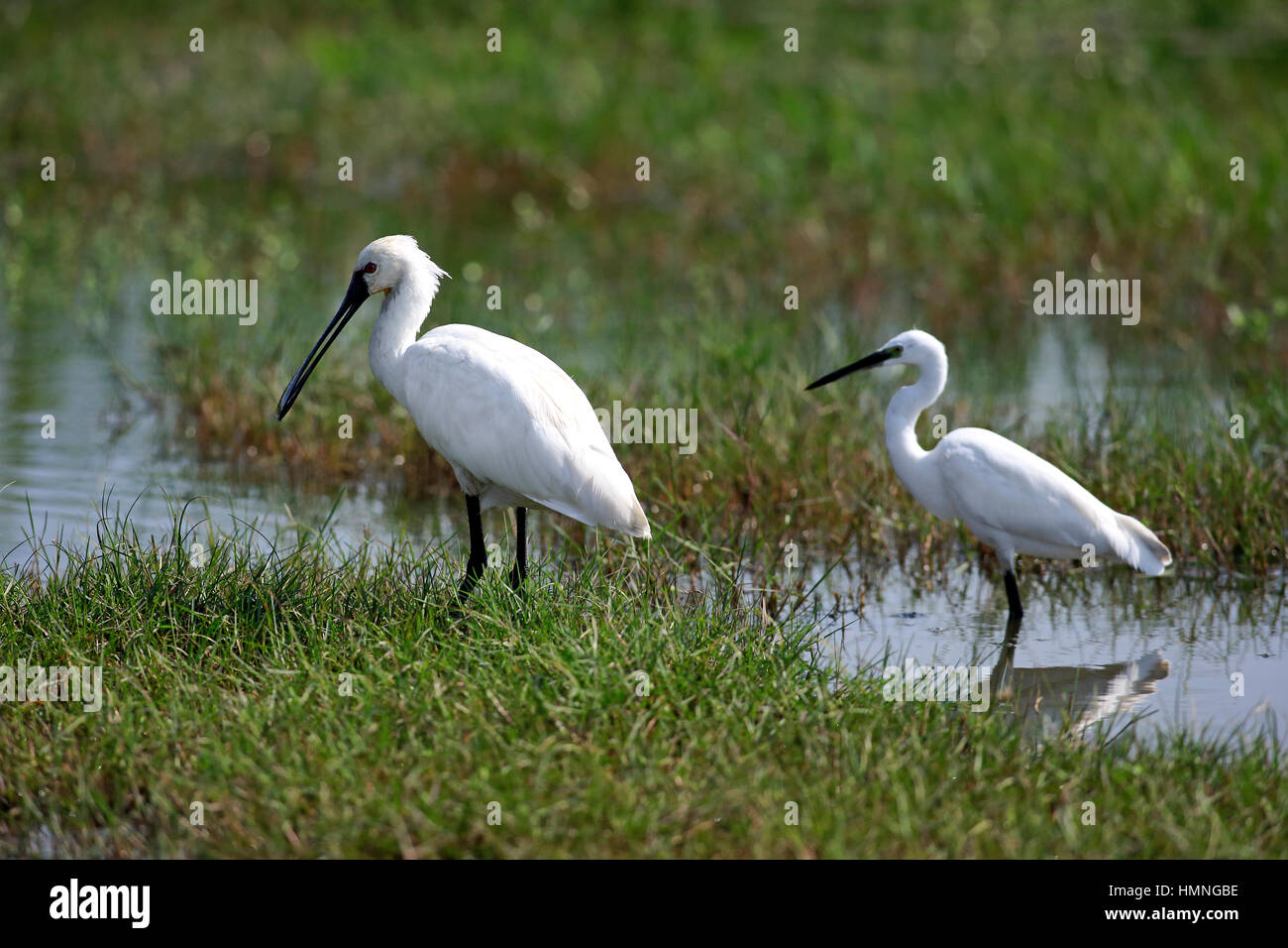 Unione Spatola (Platalea leucorodia), Adulto Giovane in acqua alla ricerca di cibo, Bundala Nationalpark, Sri Lanka, Asia Foto Stock