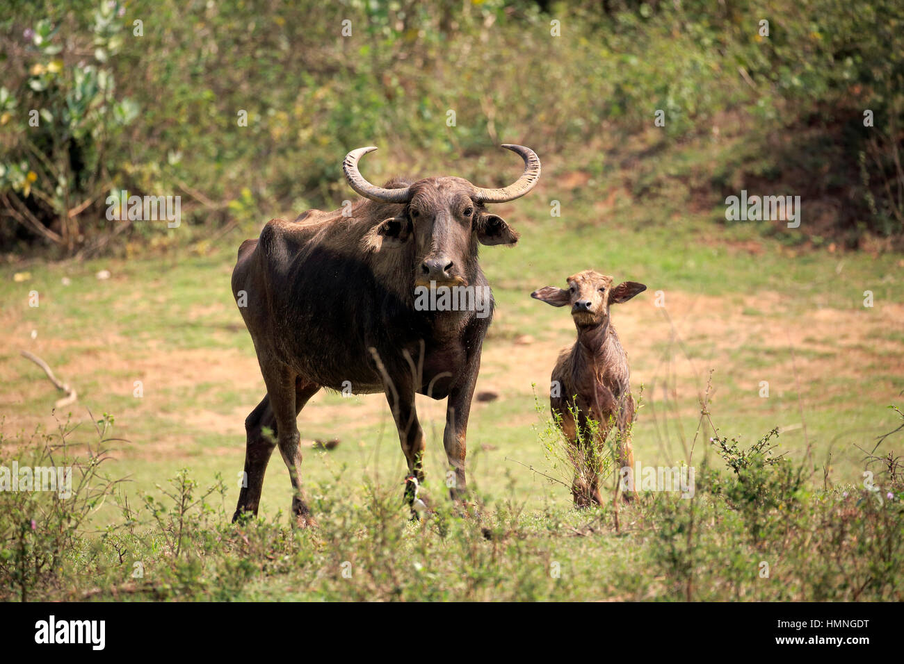 Wild Water Buffalo, (Bubalus arnee), femmina con giovani, Udawalawe Nationalpark, Sri Lanka, Asia Foto Stock