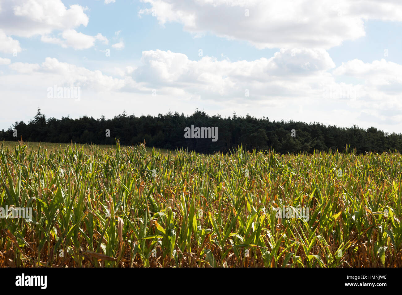 Il raccolto di granturco per la produzione di biogas, Sutton, Suffolk, Regno Unito. Foto Stock