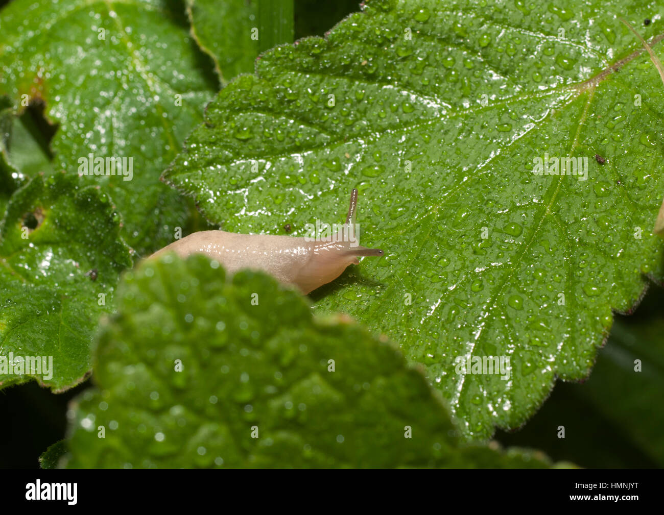 Snail cercando ombra. Foto Stock