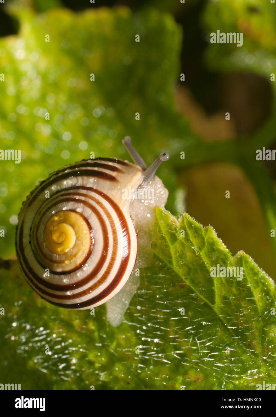 Snail cercando ombra. Foto Stock