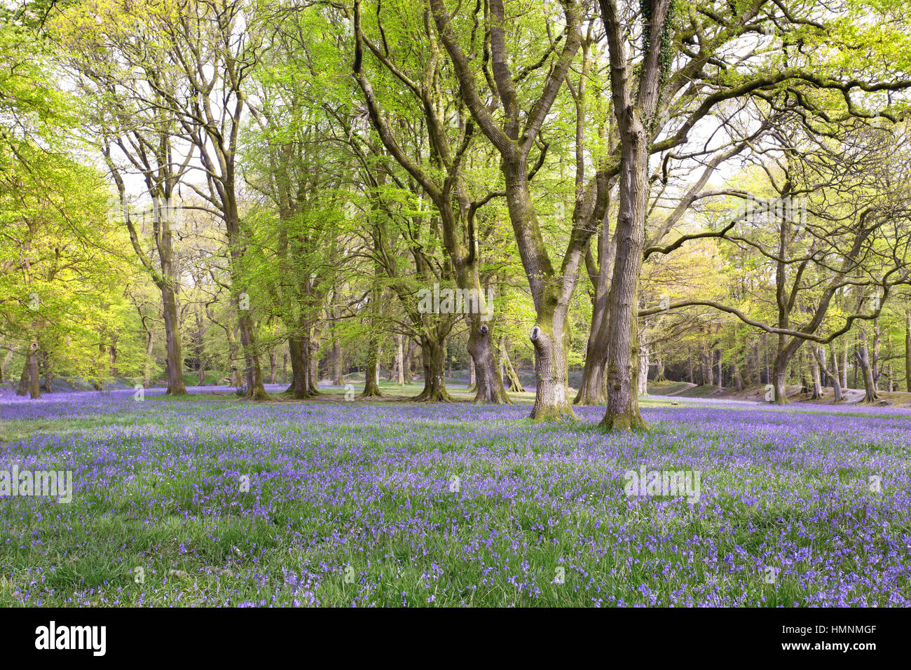 Tappeto di Bluebells a Blackberry Camp Devon UK Foto Stock