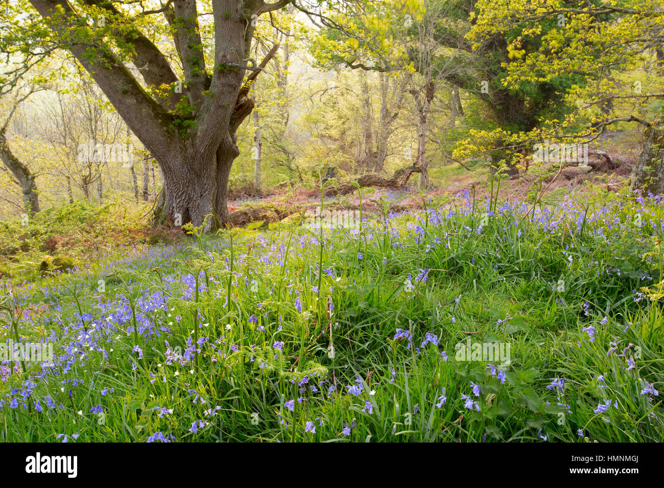 Bluebells a inizio estate in un bosco inglese. Regno Unito Foto Stock
