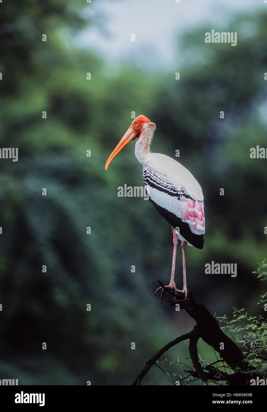 Dipinto di Stork, (Mycteria leucocephala), uccello adulto con piumaggio di allevamento appollaiato sul ramo,Keoladeo Ghana Parco Nazionale,Bharatpur,Rajasthan,l'India Foto Stock