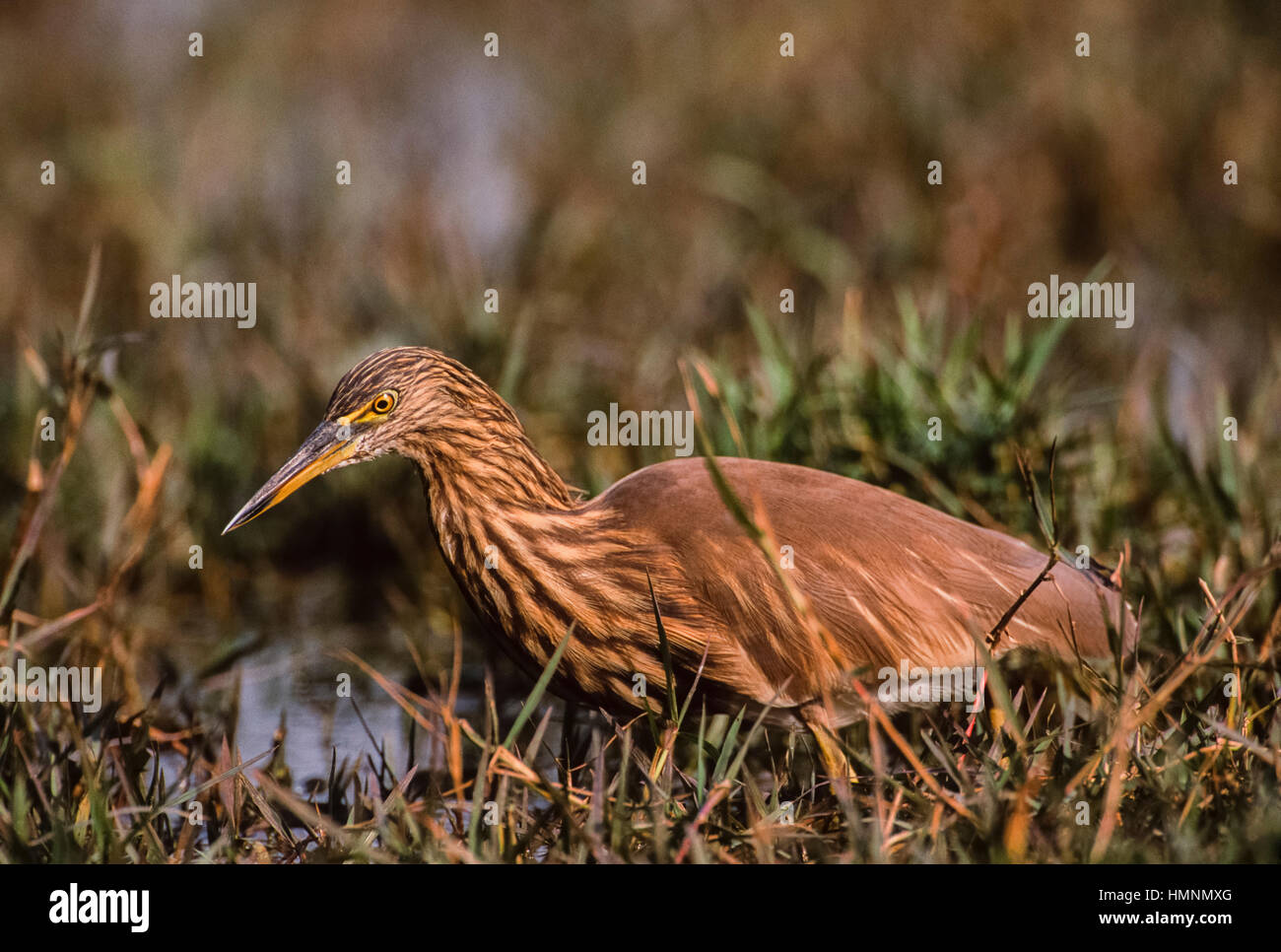 Indian Pond Heron o Paddybird,(Ardeola grayii),non-allevamento piumaggio,uccello adulto, Keoladeo Ghana Parco Nazionale,Bharatpur,Rajasthan, India Foto Stock