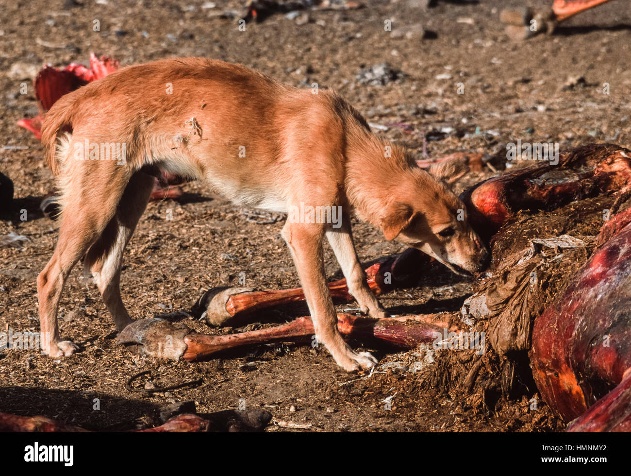 Cani selvatici intorno che assorbe un animale discarica di rifiuti, Rajasthan, India Foto Stock