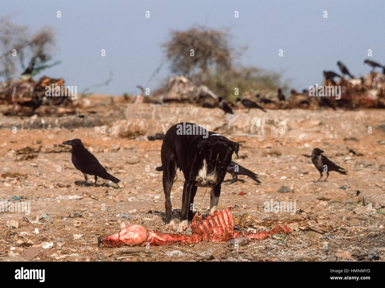 Cani selvatici intorno che assorbe un animale discarica di rifiuti, Rajasthan, India Foto Stock