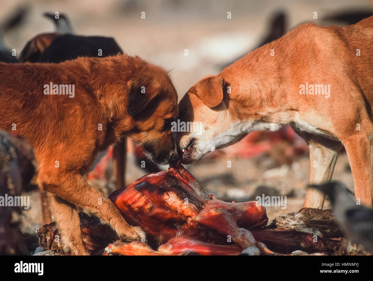 Cani selvatici intorno che assorbe un animale discarica di rifiuti, Rajasthan, India Foto Stock