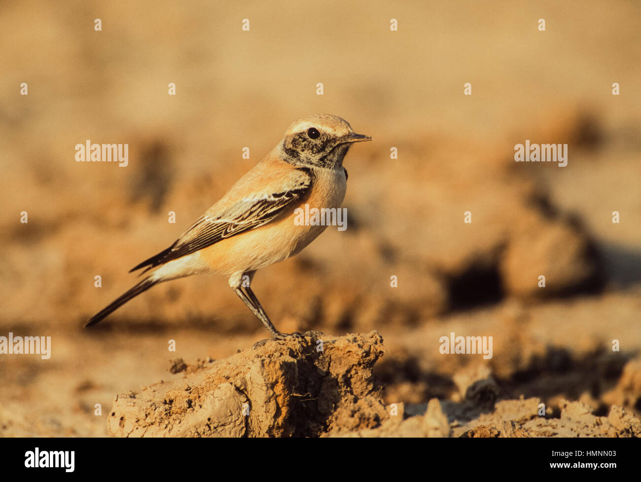 Deserto culbianco (Oenanthe deserti), uccello maschio con i non-allevamento piumaggio, Velavadar Parco Nazionale,Velavadar,Gujarat, India Foto Stock