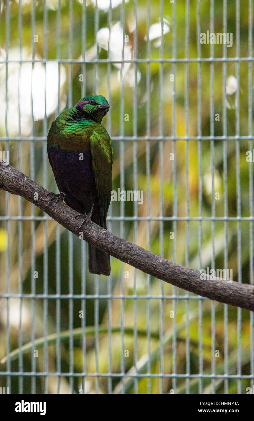 Emerald starling bird noto come Lamprotornis iris è un bellissimo colore verde bluastro Foto Stock