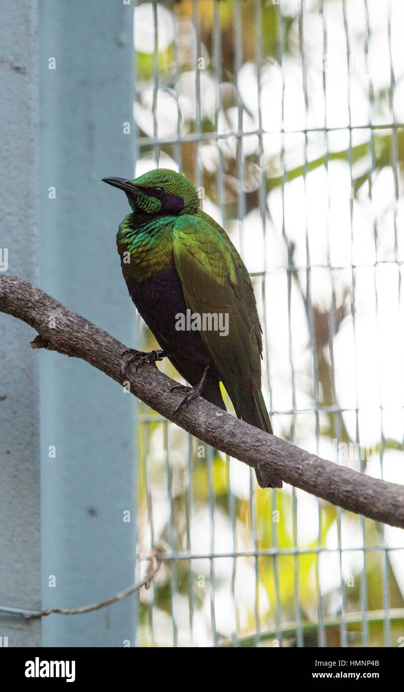 Emerald starling bird noto come Lamprotornis iris è un bellissimo colore verde bluastro Foto Stock