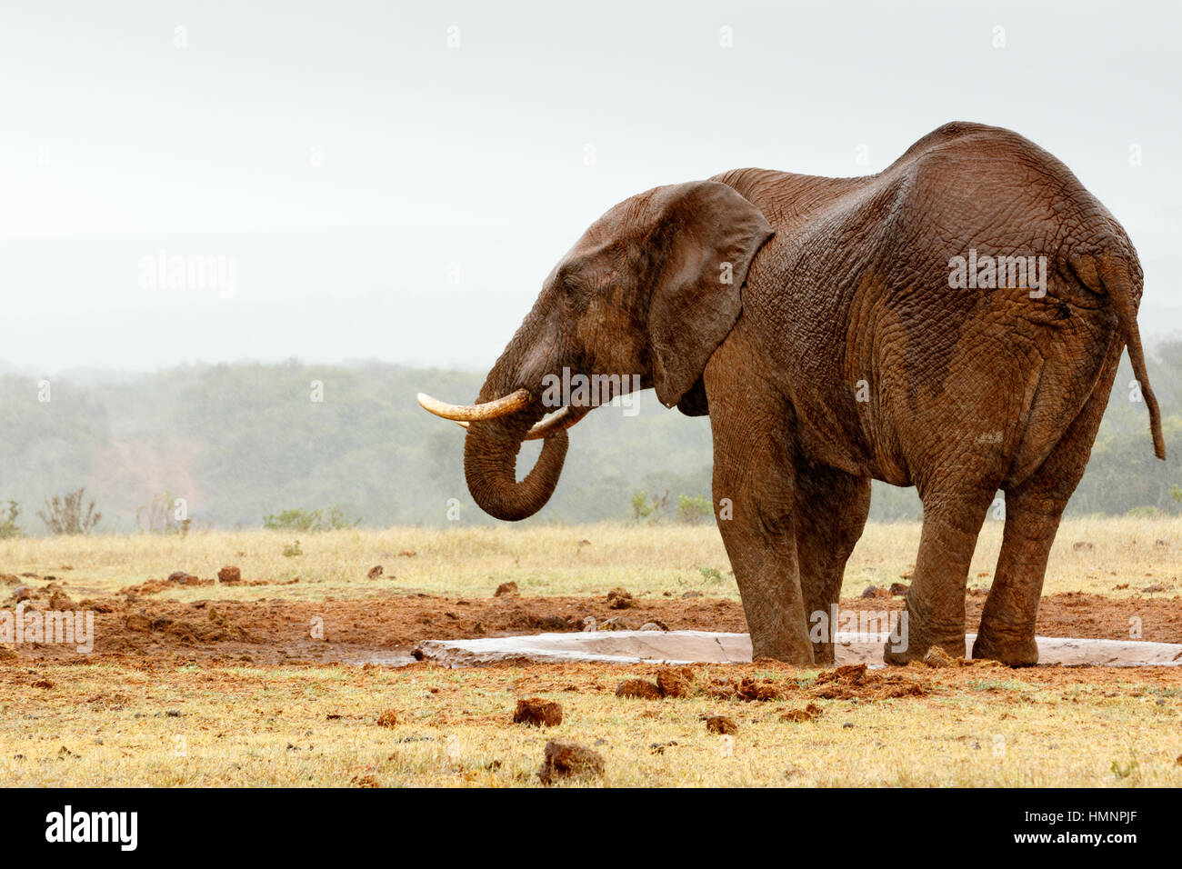 Bush Elephant con i suoi piedi nella diga dal foro di irrigazione. Foto Stock