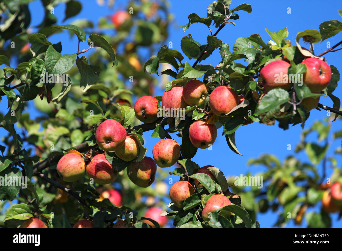 Dettaglio di mele rosse sulla struttura ad albero Foto Stock
