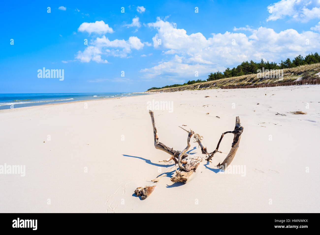 Albero secco tronco sulla spiaggia di sabbia bianca di Lubiatowo, Mar Baltico, Polonia Foto Stock