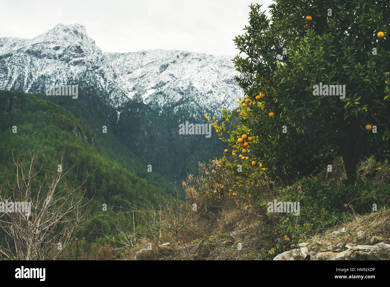 Gli alberi di arance nel giardino con vista sulle montagne e cime innevate Foto Stock