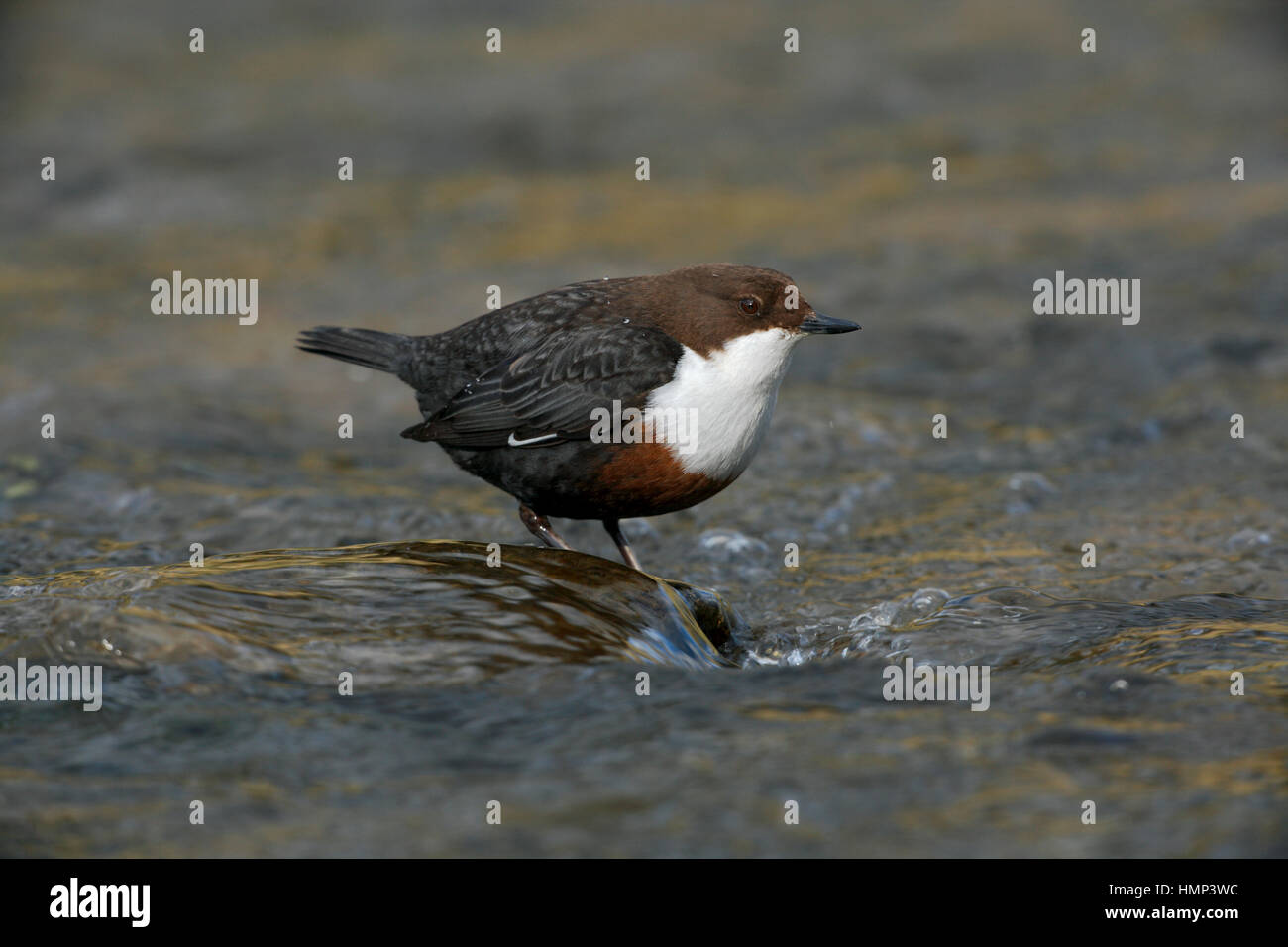 Bianco-throated bilanciere o di unione del bilanciere, Cinclus cinclus gularis arroccata su una roccia in una veloce-fluente fiume Foto Stock