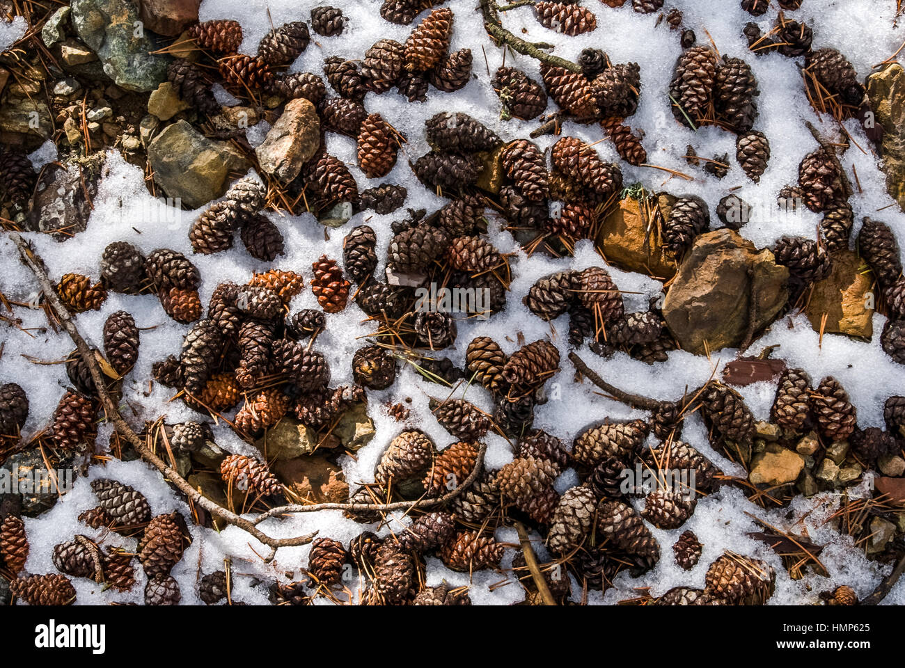 Gli aghi di pino e pigne a copertura di un bosco di pavimento di neve. Mauntantains Troodos su Cipro. Foto Stock