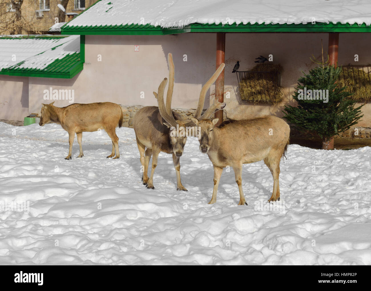 David Deer (Elaphurus davidianus) in inverno Foto Stock