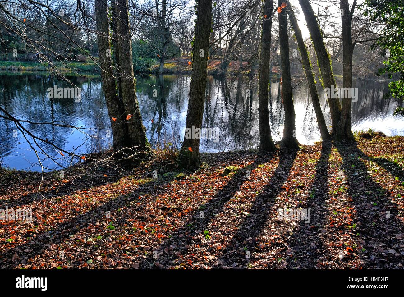 Alberi accanto a un lago nel Buckinghamshire, UK Foto Stock
