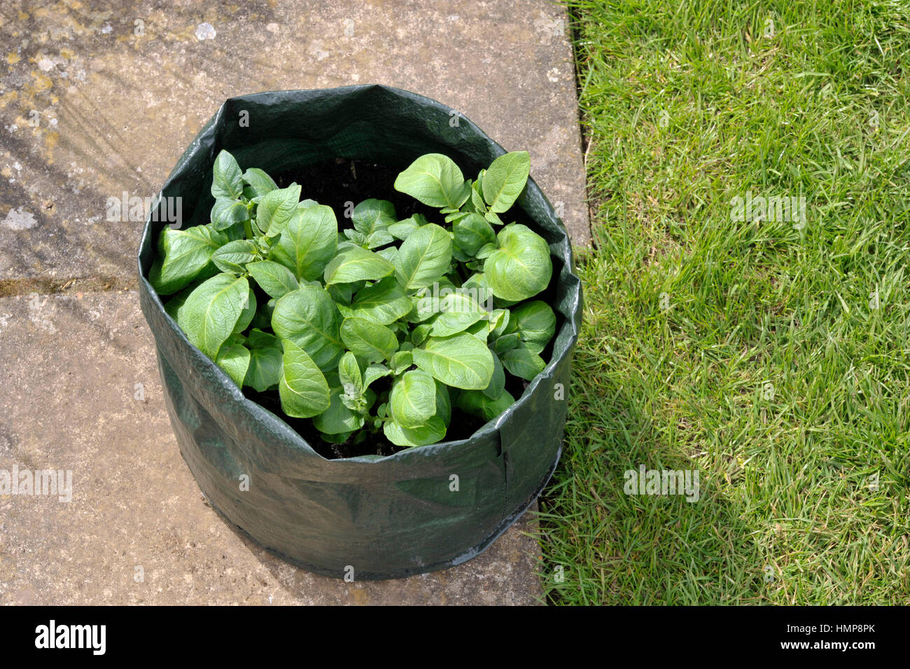 Patate in crescita in un risparmio di spazio patio borsa o crescere vegetali sacchetto di compost. Varietà di Charlotte, un insalata ceroso varietà adatta a contenitori. Foto Stock