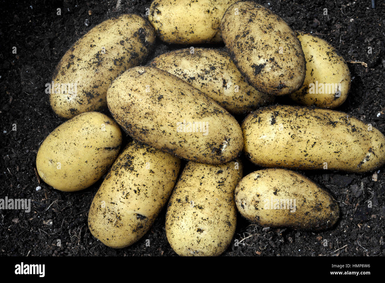 Appena scavato per le patate di primizia, seconda varietà precoce Charlotte, in un orto. Foto Stock
