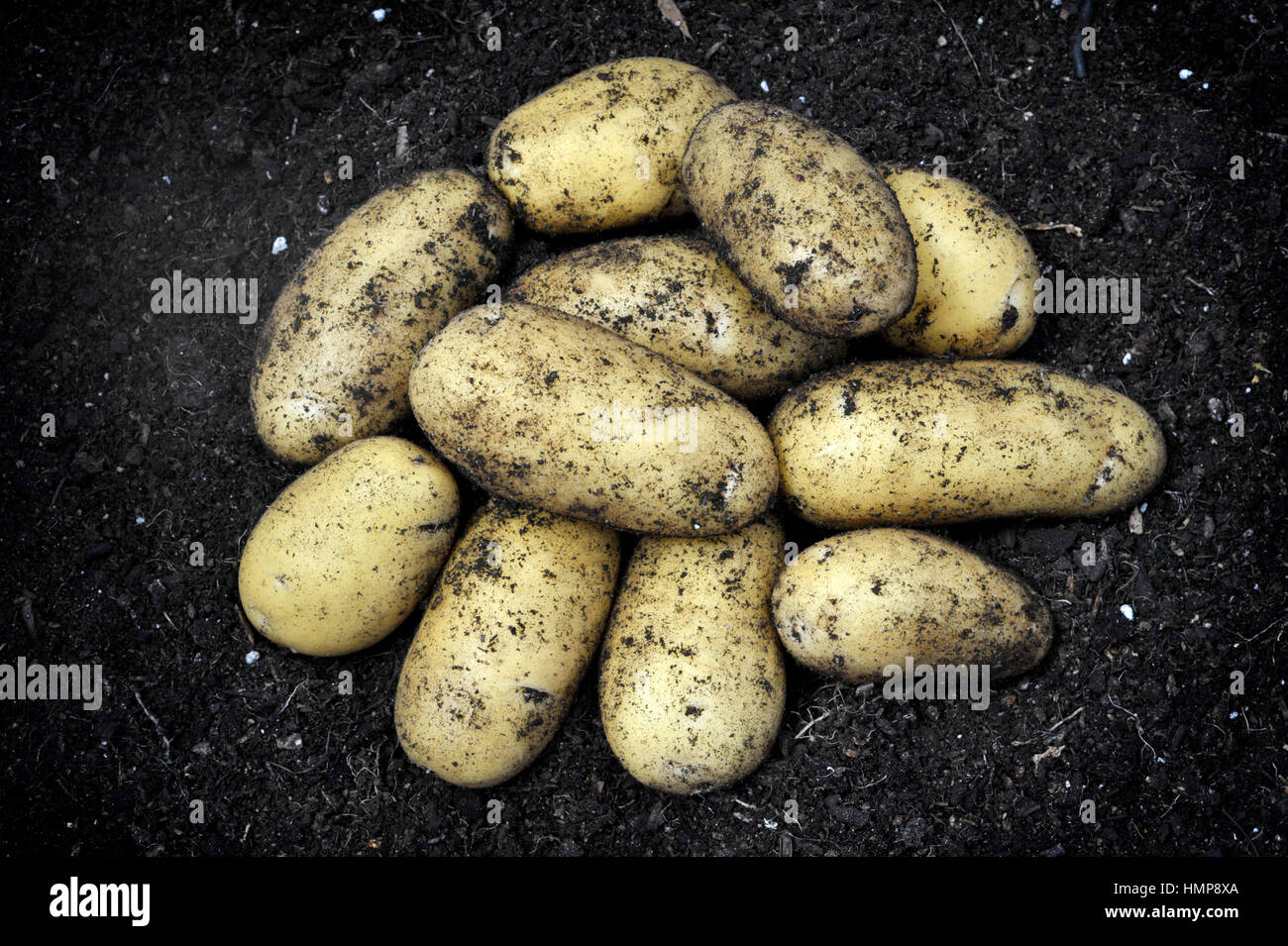 Appena scavato per le patate di primizia, seconda varietà precoce Charlotte, in un orto. Foto Stock