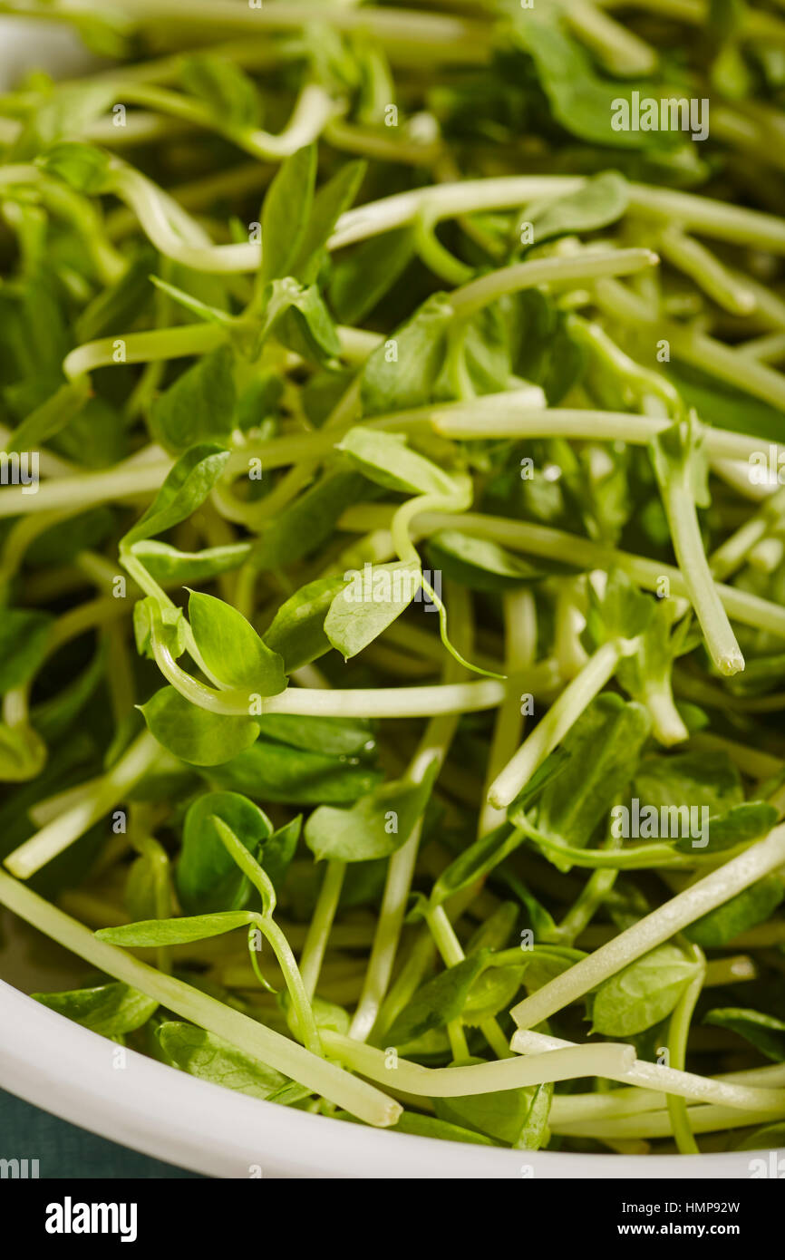 Germogli del pisello Foto Stock