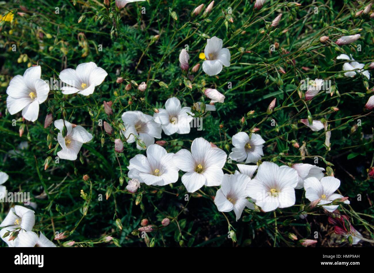 Fiori di lino (Linum sp), Linaceae, Gias de Peyrefique, Valle delle Meraviglie, alpi marittime, Francia. Foto Stock