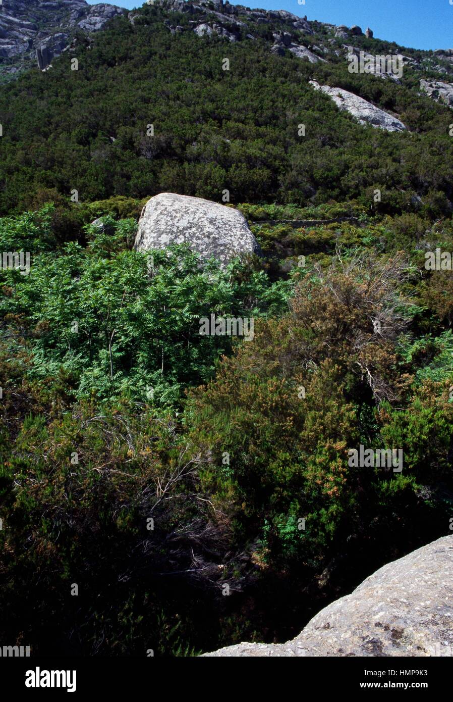 Alberi del Paradiso o (Ailanthus Ailanthus altissima), Simaroubaceae, Montecristo, Arcipelago Toscano, Toscana, Italia. Foto Stock