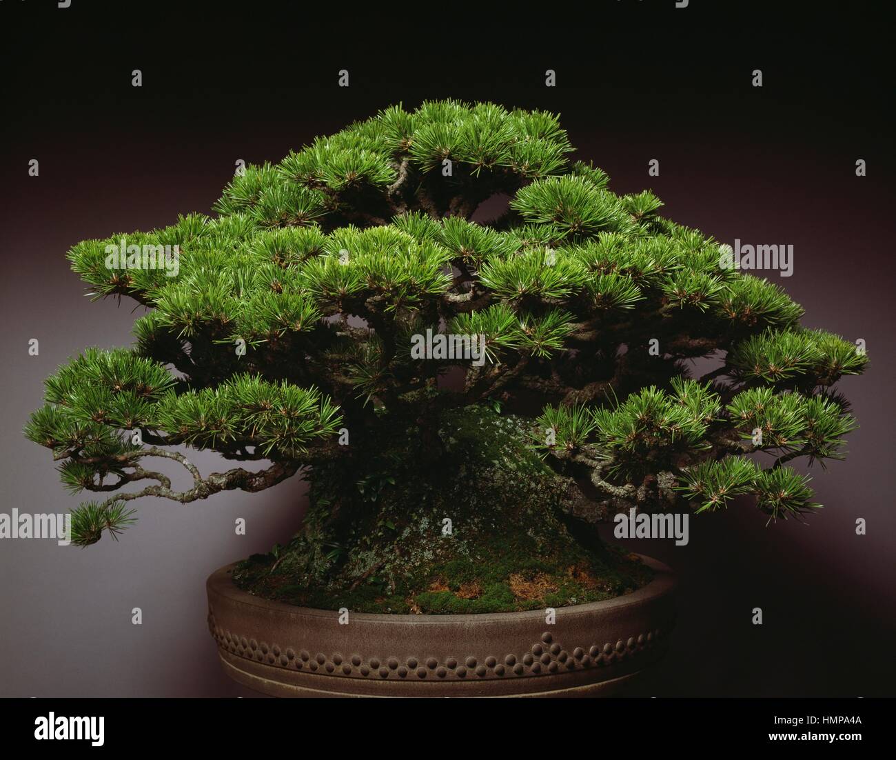 Nero giapponese bonsai di pino (pinus thunbergii), Pinaceae, 55 cm di altezza, circa 80 anni. Foto Stock