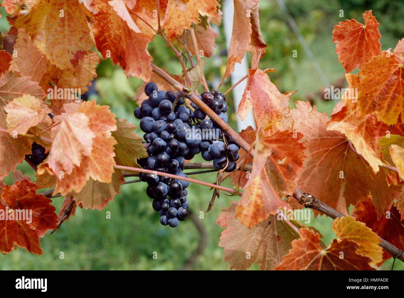 Grappolo di uva nera (Vitis vinifera), Vitaceae. Foto Stock