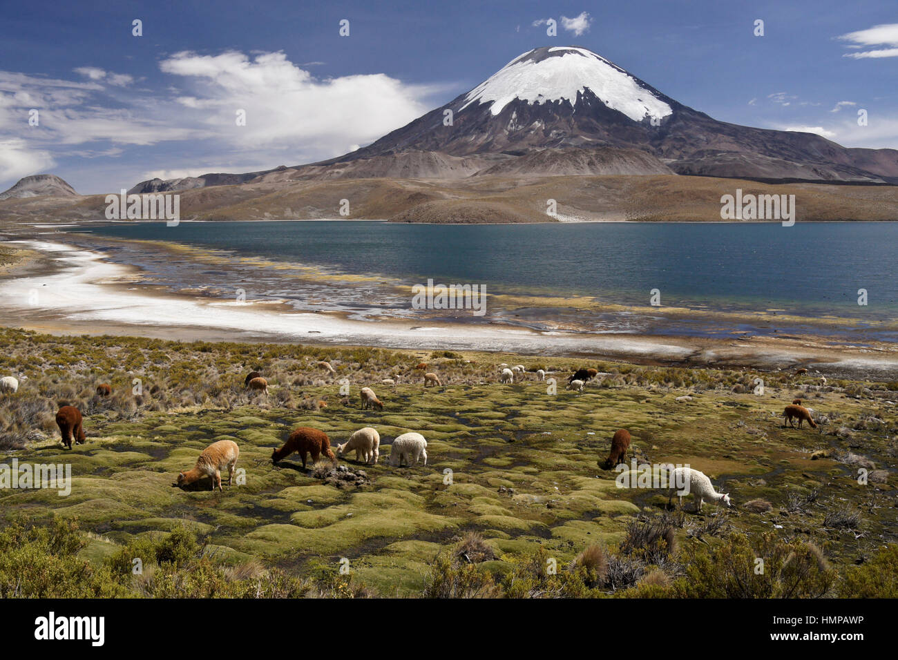 Alpaca pascolano sulle rive del Lago Chungara sotto lo sguardo di Volcan Parinacota, Lauca NP, Norte Grande del Cile Foto Stock