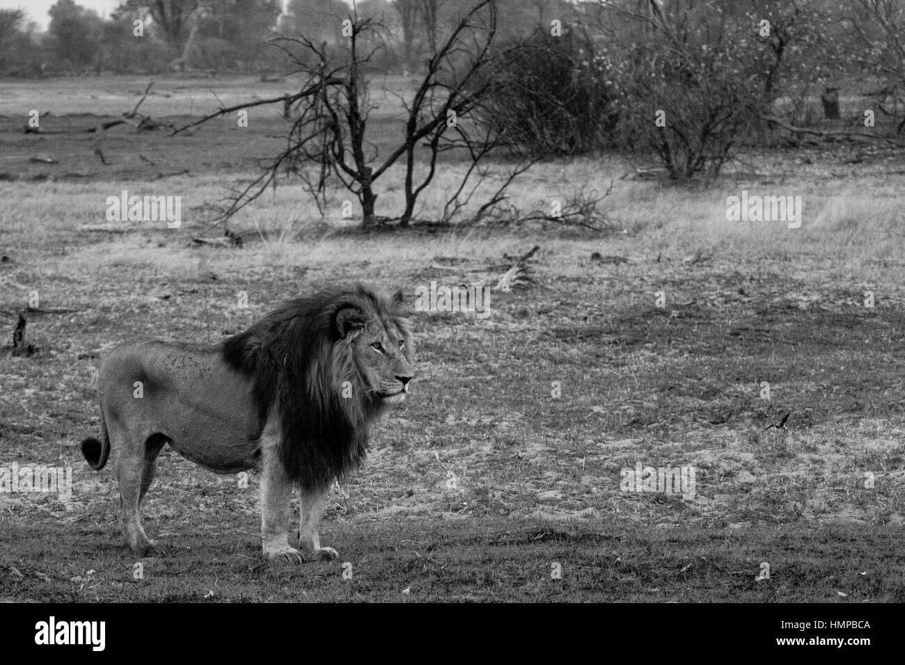 Maschio permanente di Lion Foto Stock