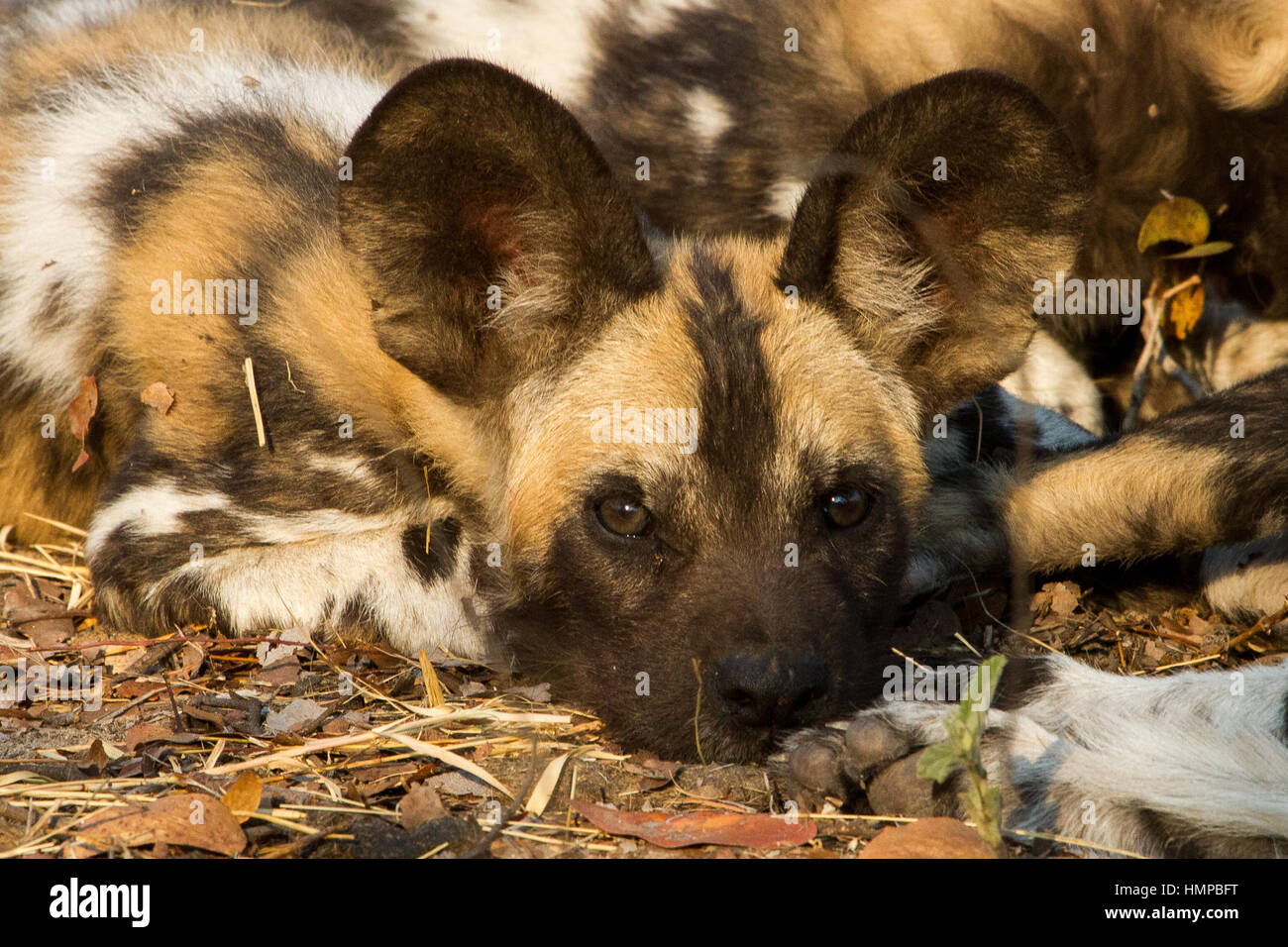 Cucciolo di cane selvatico Foto Stock
