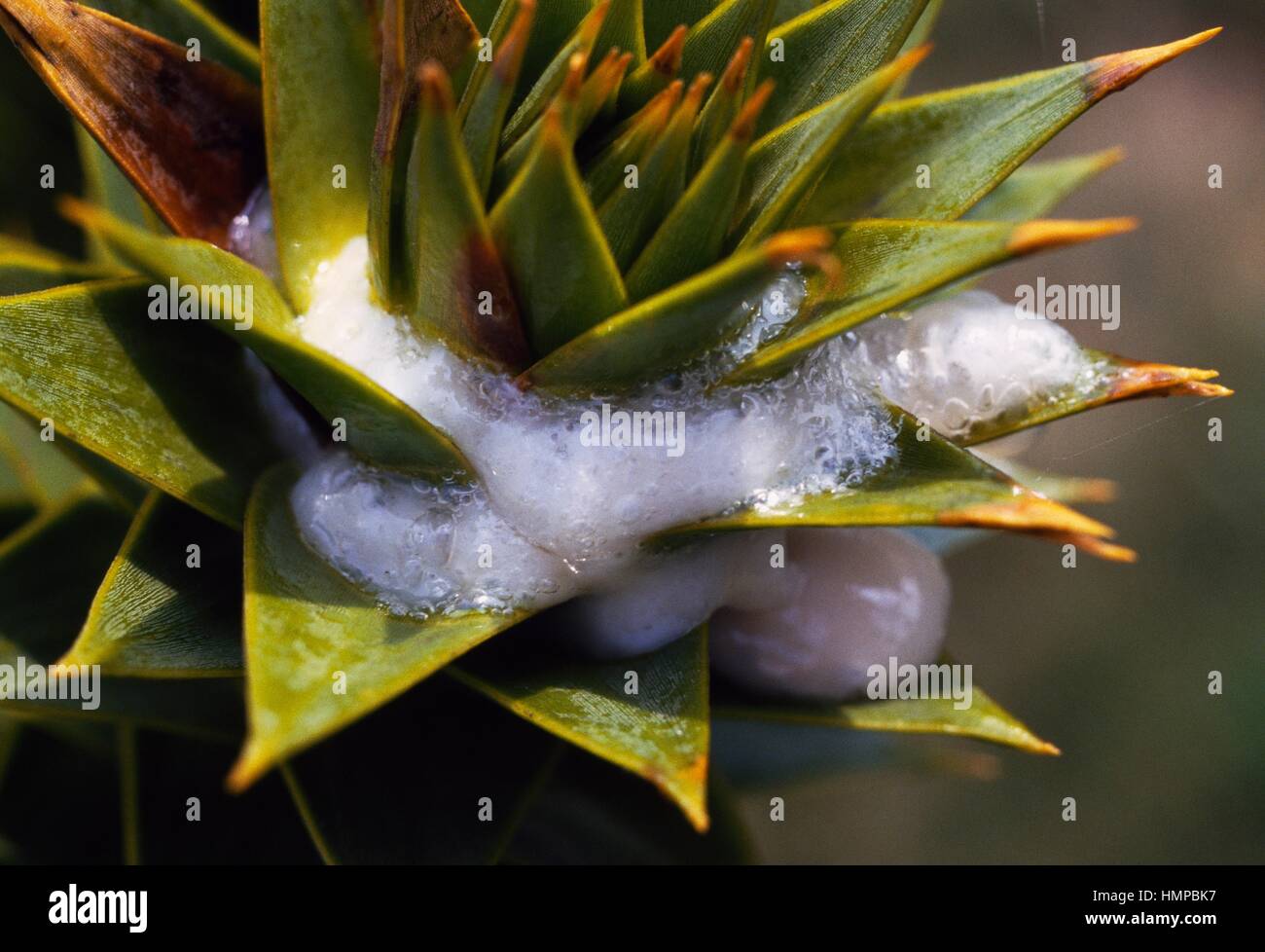 Schiuma di spittlebug (Philaenus spumarius) su piante succulente le foglie. Foto Stock